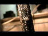 A buggy video consisting of Spiders, Ants, Insects, Cockroaches - For your viewing enjoyment