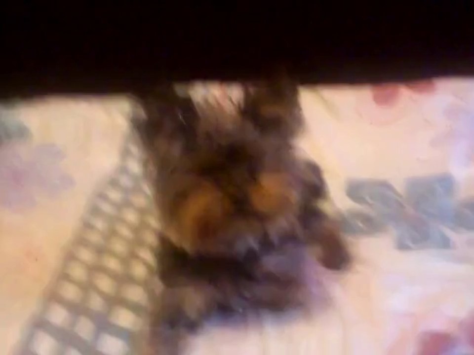 pets