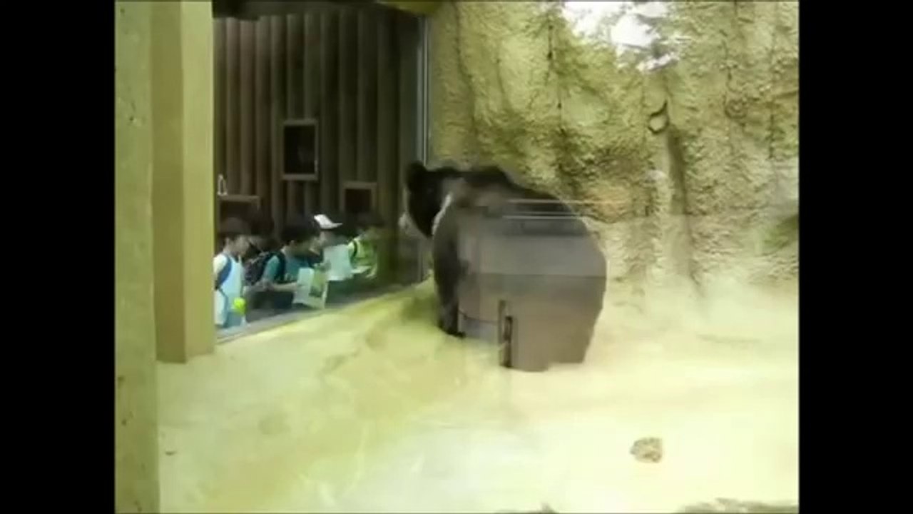 The dancing bear