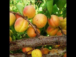 SURAT AL REHMAN سورہ الرحمن