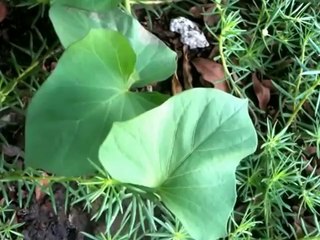 DAVID GUETTA - DJ remix Video by mark banquirig