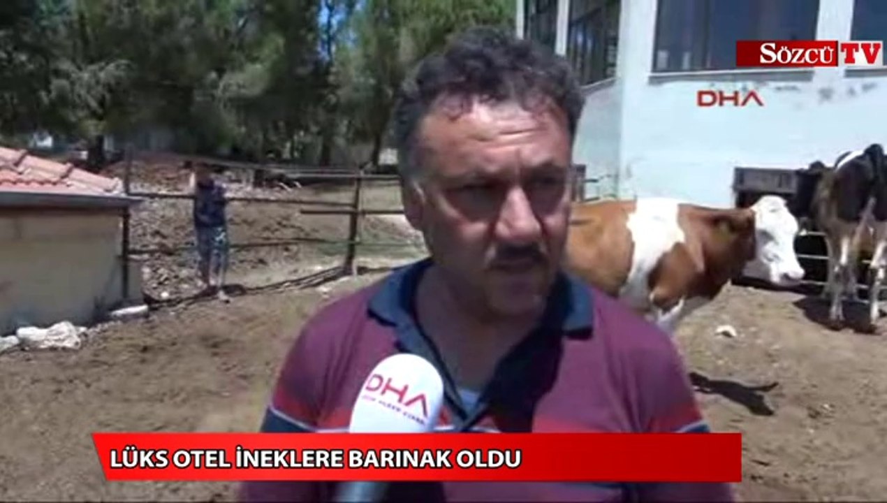 Lüks otel ineklere barınak oldu