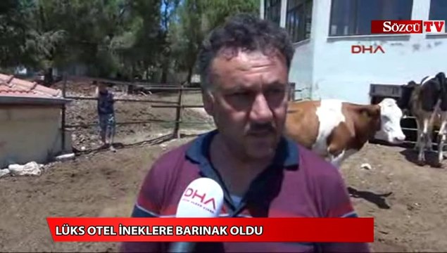 Lüks otel ineklere barınak oldu