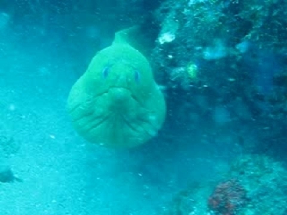 Urène VErte - Martinique