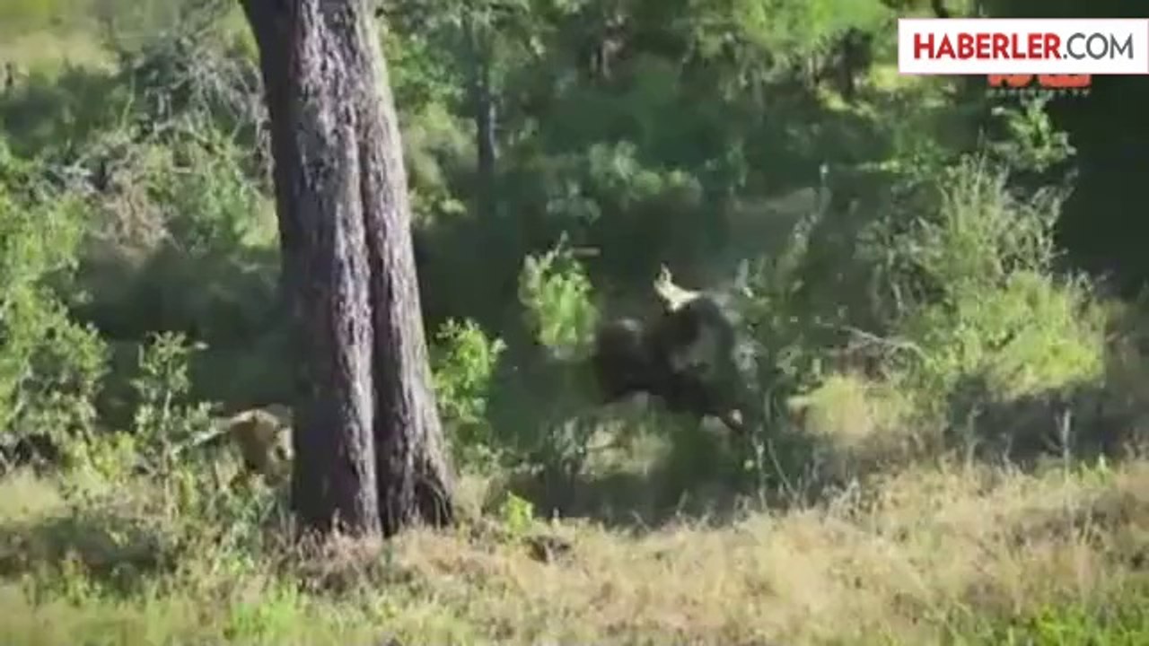 Manda Aslanlarla Altı Saatlik Yaşam Mücadelesi Verdi