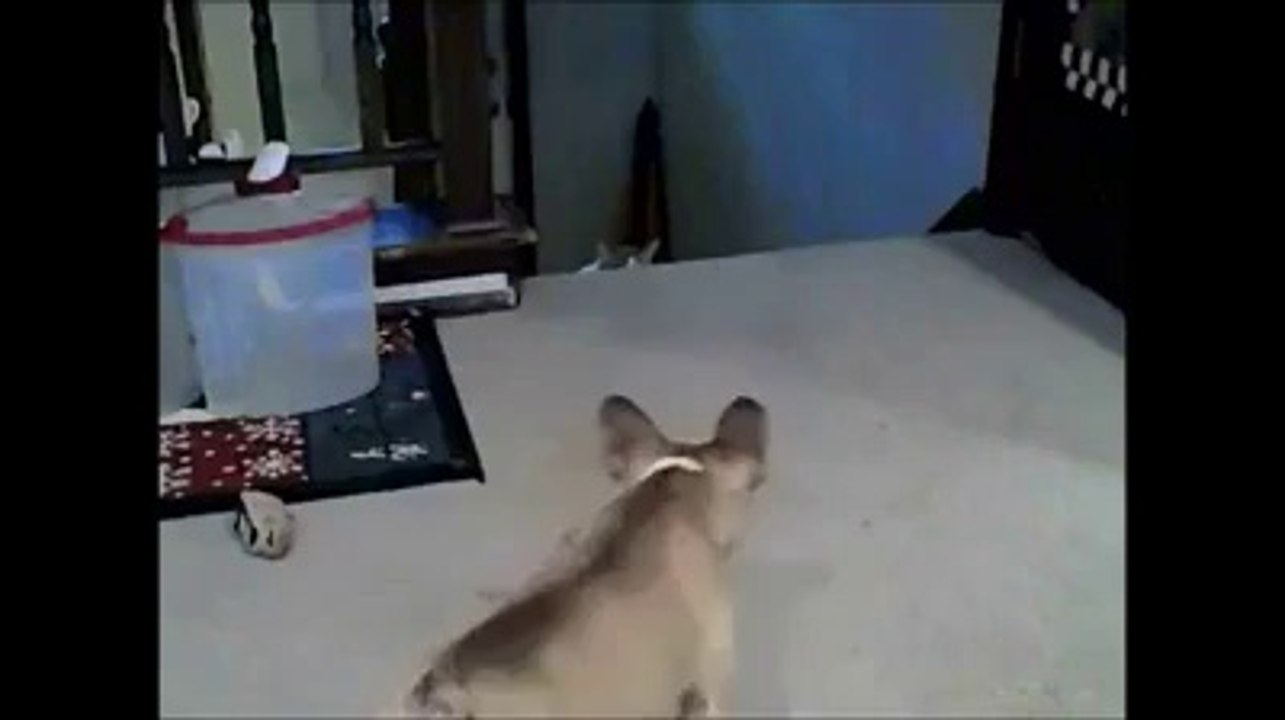 İşte Dünyanın En Korkak Köpeği