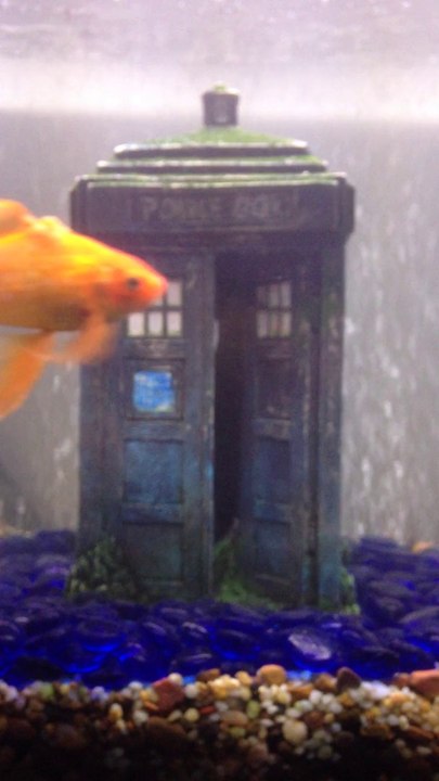 Tardis in my fish tank