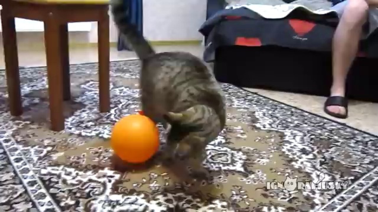 Katze vs. elektrostatischer Ballon