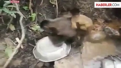 Bulaşık Yıkayan Maymun