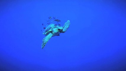 Exposition Pelagos - Regard du vivant