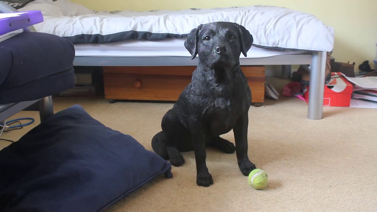 So impressive trained dog... Hilarious animal joke!