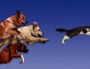 Dog Trainers in Northern Virginia