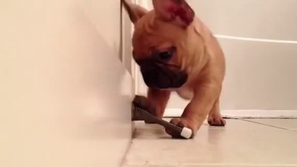 Un chiot s'amuse avec une butée de porte