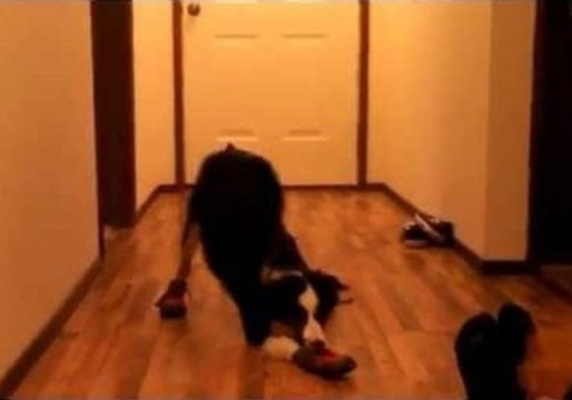 Dog Confused by New Snow Booties