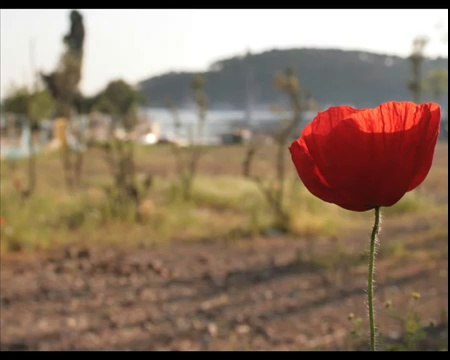 Tuncel KURTİZ - Oysa Herkes Öldürür Sevdiğini