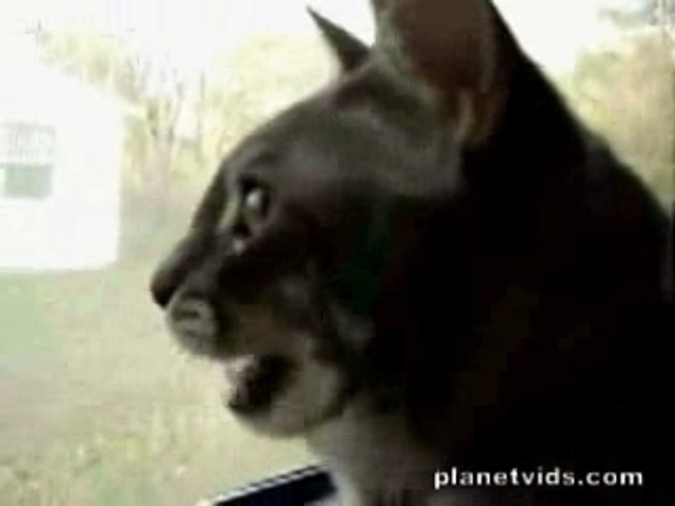 le cri du chat
