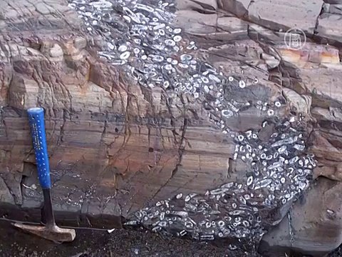 Окаменелости нашли на месте растаявших льдов