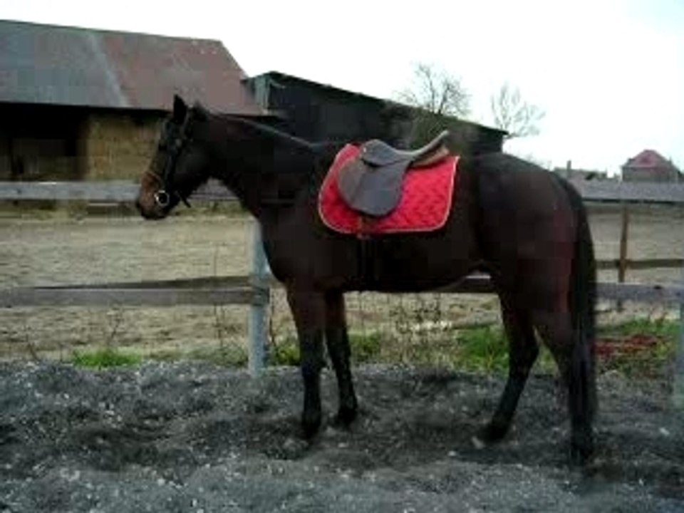 Longe Othello 014
