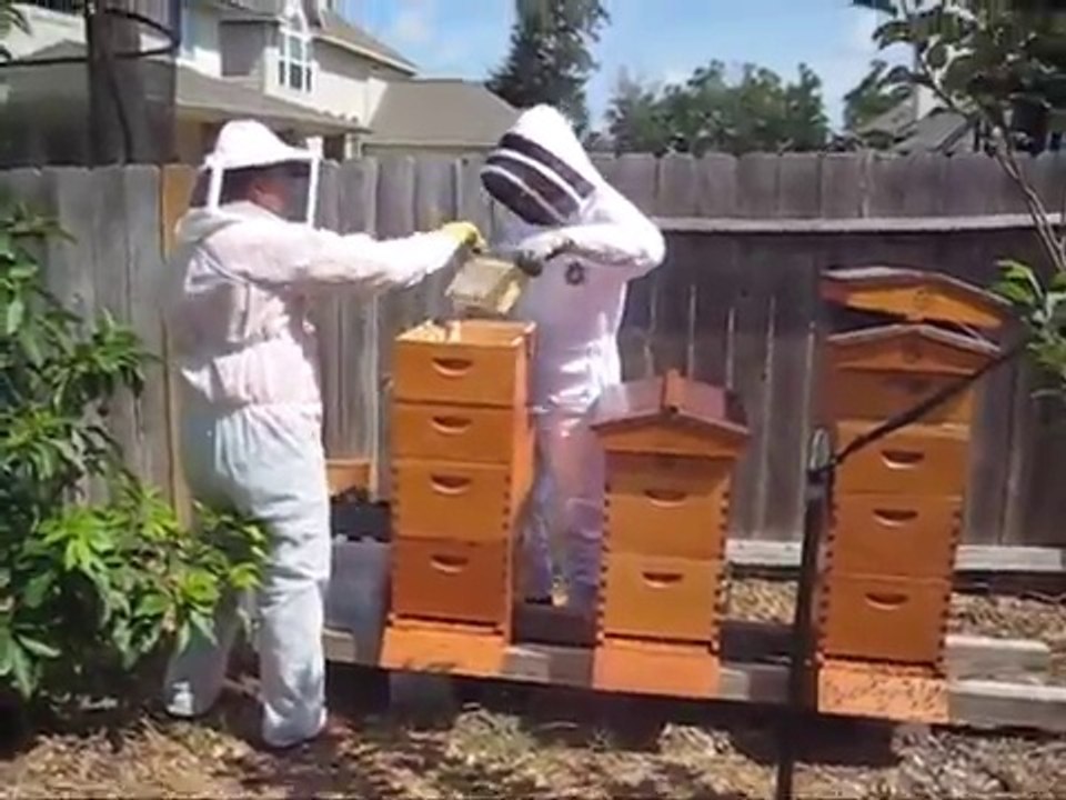Beekeeping Harvesting & Extracting 108 lbs of Raw Organic Honey