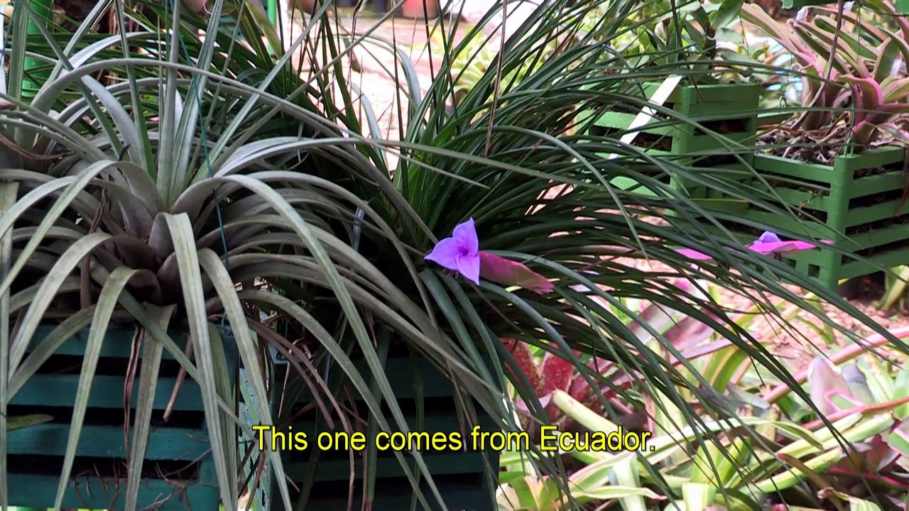 Ode to the lavish forest