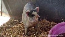 Pot-Bellied Pig Up for Adoption