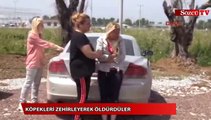 Köpekleri zehirleyerek öldürdüler