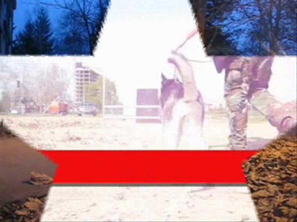 Sibirski Haski Noa - Prva  godina u životu haskija