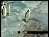 (Cazzate)pinguino ubriaco
