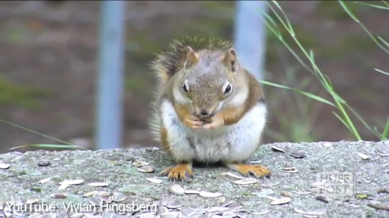 Le hoquet des animaux (Compilation)