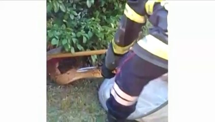 Drôme : une enquête est lancée après la découverte de deux boas dans une ville