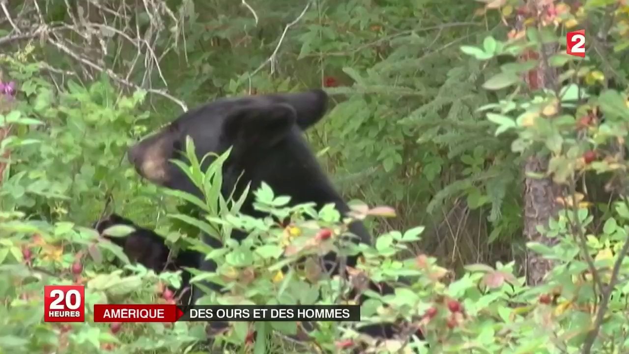 Dans le Montana, les ours noirs se rapprochent de plus en plus des villes