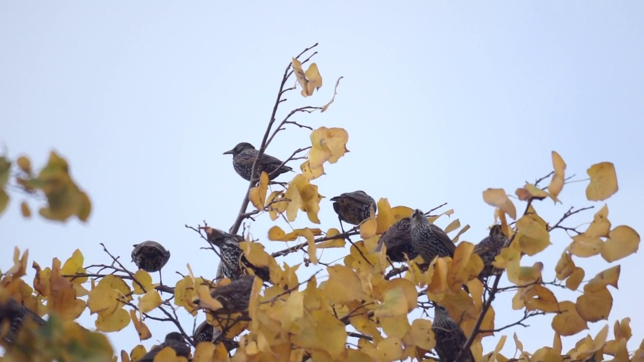 20111030153910 Etourneaux en automne