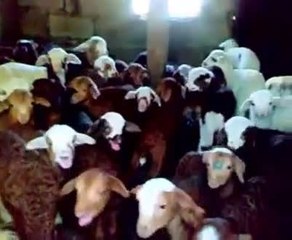 Dünyanın en sevimli korosu