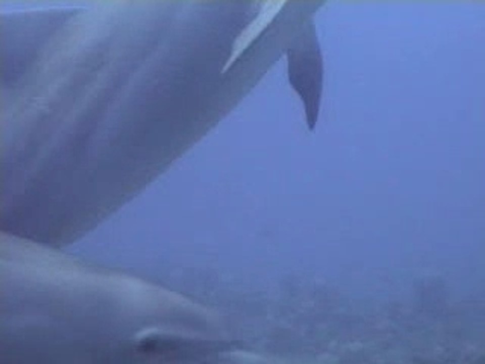 Dauphin-ile-maurice