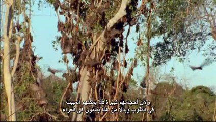 حياه الثديات الحلقه الثامنه الحياة على الاشجار BBC