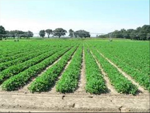 KAPAS KI PER ACRE TADAD AUR MALUM KARNAY KA TAREEQA DR.ASHRAF SAHIBZADA