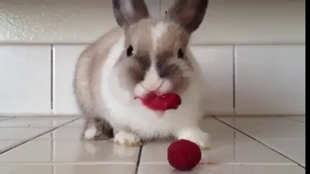 Ahududu yedikten sonra dudakları ruj sürmüş gibi görünen sevimli tavşan..