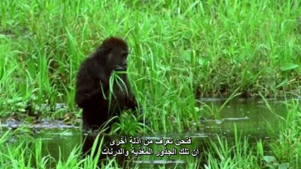 حياه الثديات الحلقه العاشره الغــذاء من أجل الفـكر BBC