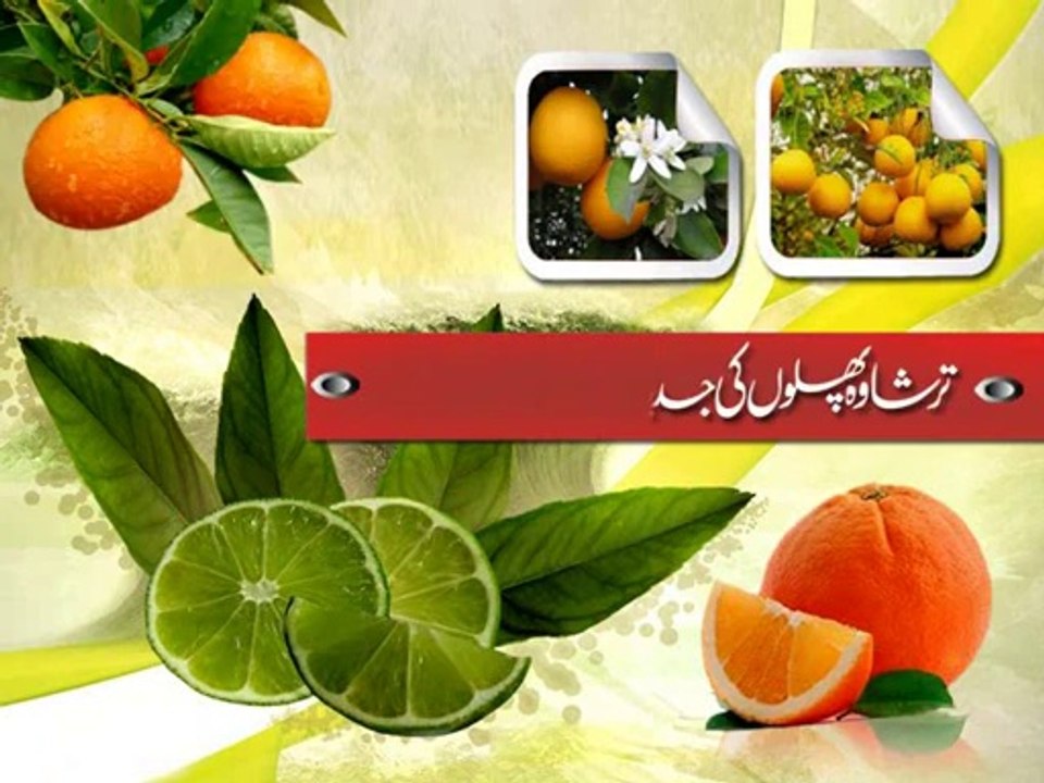 Citrus - Documentary 9-1-2013