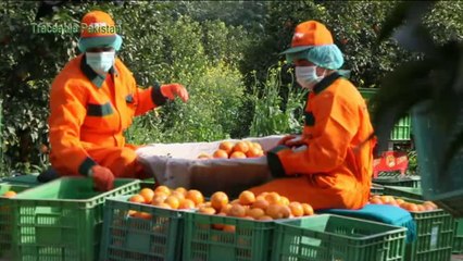 General - Traceable Pakistan