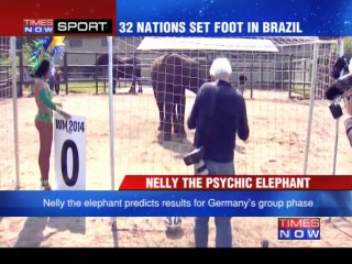 After Paul the Octopus, meet Nelly the Elephant:  FIFA world cup 2014