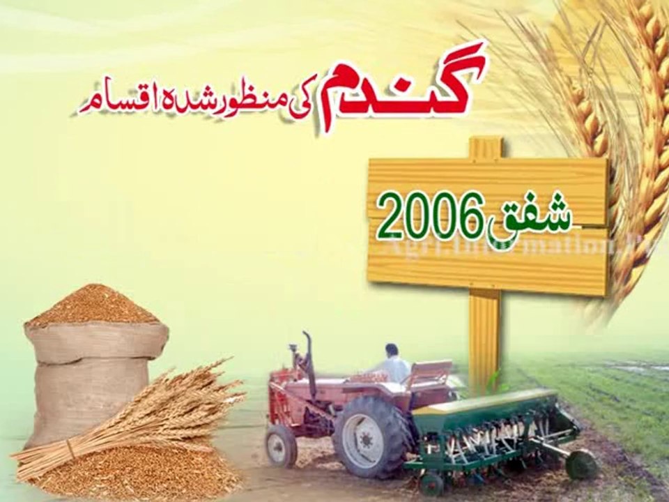 Wheat - Documentary Film 11-10-2013 Final