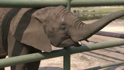 Nelly l'éléphante succède à Paul le Poulpe en Allemagne