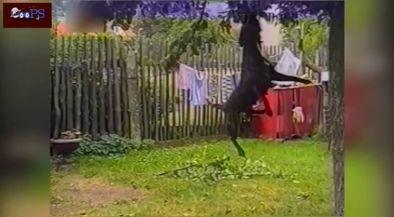 Ultimate Funny Home Video - Fail Compilation 2014