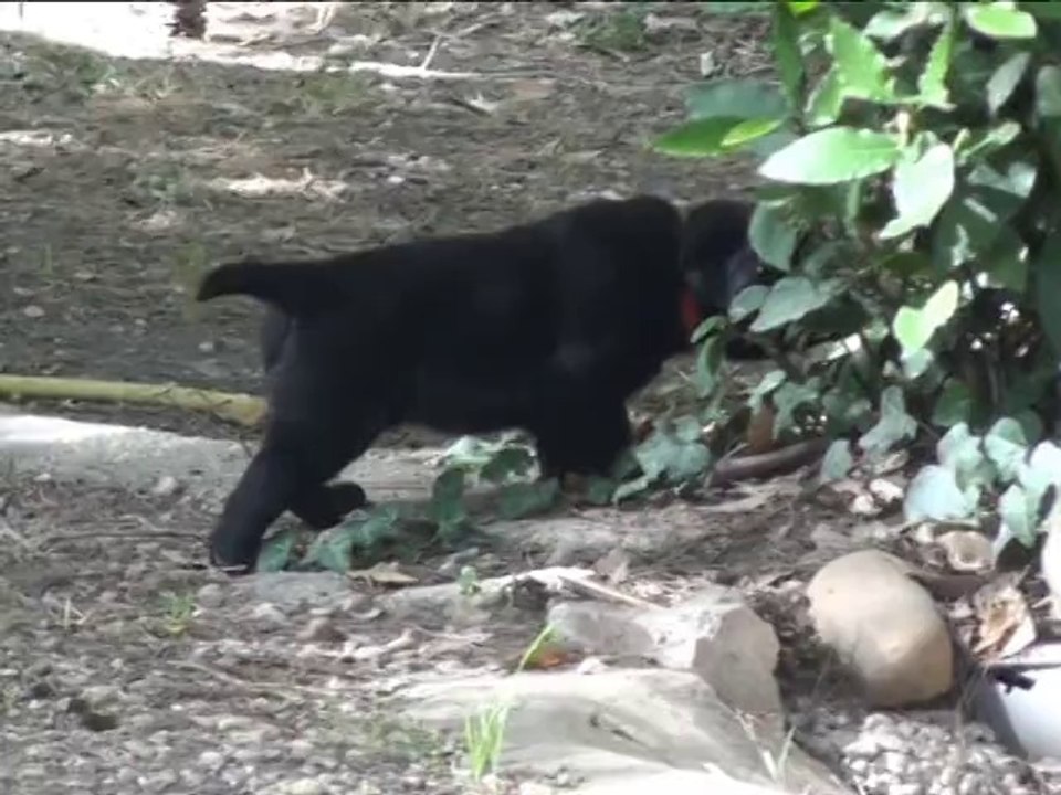 Portée labradors 2014 : chiots à 6° semaine