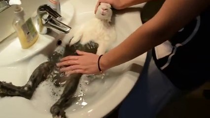 Lapin prend un bain relaxant tellement détendu qu'il sait endormi ! a voir