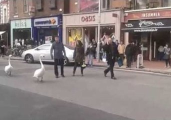 Swans Invade City Streets