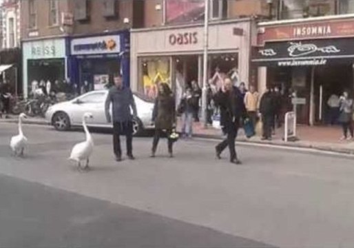 Swans Invade City Streets