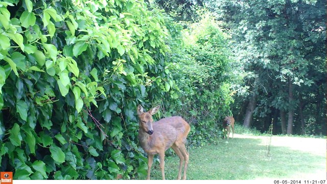 Chevrette et brocard friands du lierre de la haie