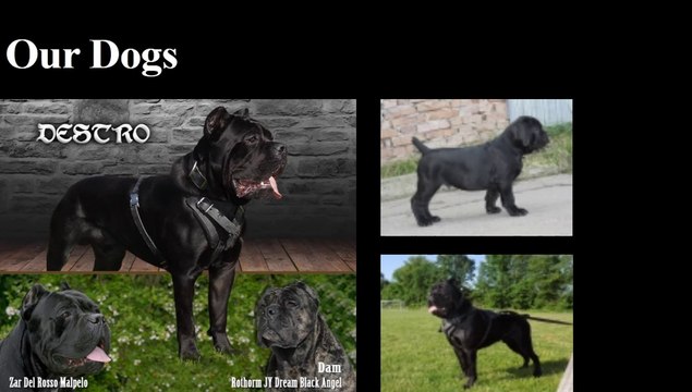NJ Cane Corso-Cane Corso Puppies | Cane Corso Mastiff